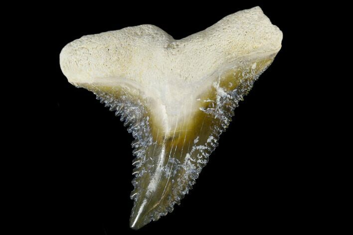 Fossil Shark Tooth (Hemipristis) - Bone Valley, Florida #113810
